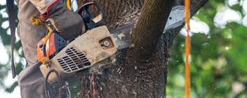 Best Hazardous Tree Removal  in Mingo Junction, OH