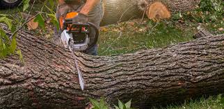 Best Tree Risk Assessment  in Mingo Junction, OH