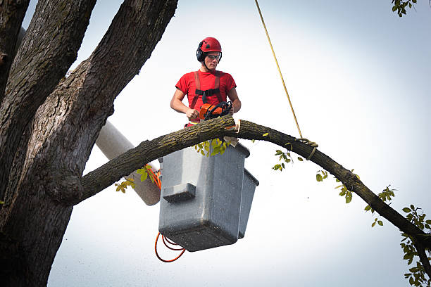 Best Emergency Tree Removal  in Mingo Junction, OH