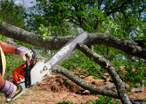 Trusted Mingo Junction, OH Tree Care  Experts